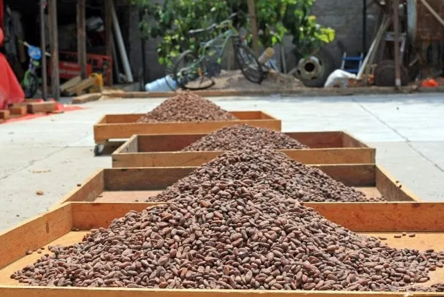 Proceso de Secado del Cacao